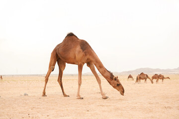 camels in saudi arabian desert