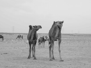 camels in saudi arabian desert