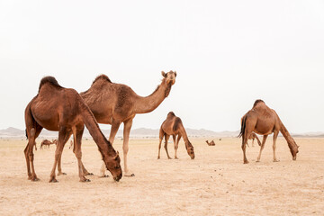 camels in saudi arabian desert