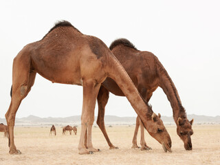 camels in saudi arabian desert
