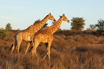 Two giraffes (Giraffa camelopardalis) walking in natural habitat, Kalahari desert, South Africa.