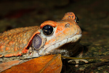 Portrait of a red toad (Schismaderma carens) during the night, South Africa.