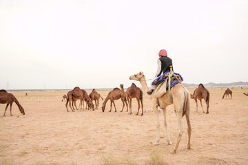 camels in saudi arabian desert