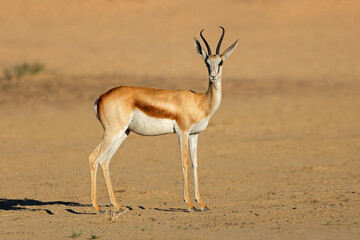 A springbok antelope (Antidorcas marsupialis) in arid environment, Kalahari desert, South Africa.