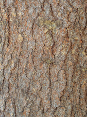 Bark texture and background of a old fir tree trunk. Detailed bark texture. Natural background