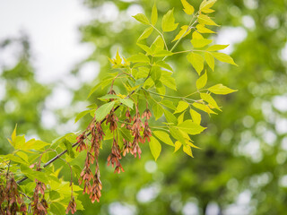 Summer branches of maple tree with green leaves and seeds