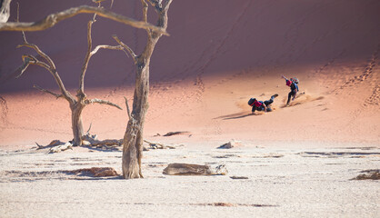 A man running down a desert hill and falling,  Dead trees in Dead Vlei - Sossusvlei, Namib desert