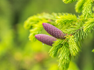 A young female cone of ordinary spruce, it is pink and its scales invitingly open in anticipation of pollen. Young cones of a Blue Spruce.