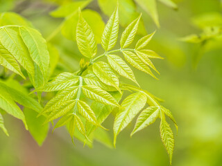 Ash tree blossoms in springtime. Leaves on sunset