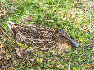 Duck hatching ducklings. Duck nest