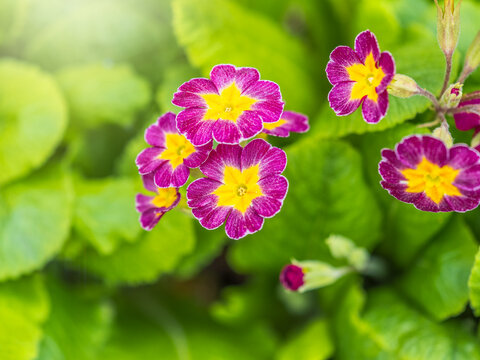 Pink or purple Primrose flowers, Primula vulgaris, from the family Primulaceae.