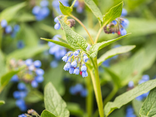 Beautiful blue flowers of Symphytum caucasicum, also known as Caucasian comfrey, blooming in spring park - obrazy, fototapety, plakaty