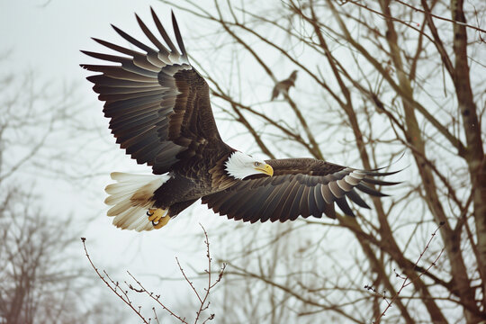 American Bald Eagle Film Photograph Patriotic
