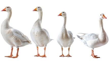 White domestic goose collection (portrait, side view, standing), animal bundle isolated on a transparent background