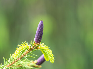 A young female cone of ordinary spruce, it is pink and its scales invitingly open in anticipation of pollen. Young cones of a Blue Spruce.