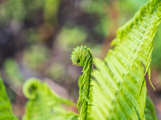 Natural green young ostrich fern or shuttlecock feron each other