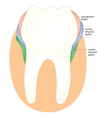 Supragingival Biofilm Science Design Vector Illustration Diagram