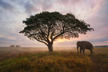 Foto auf Acrylglas Antireflex Asia Elephant in Thailand, Asia Elephants in Surin . Elephant hometown , Thailand © saravut