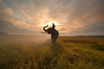 Asia Elephant in Thailand, Asia Elephants in Surin . Elephant hometown , Thailand