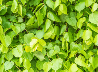 Green leaves of linden Tilia dasystyla on a green background.