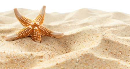 Sandy beach with starfish isolated on transparent background