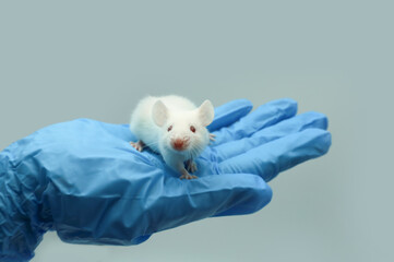 albino mouse, rat, white mouse, mice, lab rats, Laboratory mice