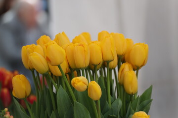 Obraz premium Yellow tulips symbolize being cheerful, cheerful, and extremely happy. Purple tulips It conveys the message of loyalty, honesty, and stability in love for the recipient.