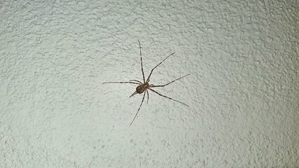 Spider on the wall