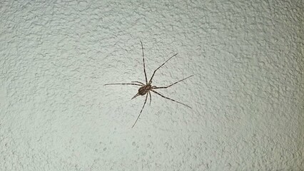 Spider on the Wall in Focus - Urban Wildlife in Kotte, Sri Lanka