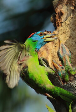 beautiful and colorful blue throated barbet bird (psilopogon asiaticus) feeding chicks in the nest, tropical forest in summertime, india