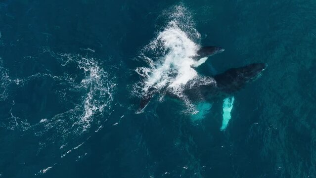 Aerial birdseye view of a mother and calf humpback whale swimming along with the baby making cute little jump and playing