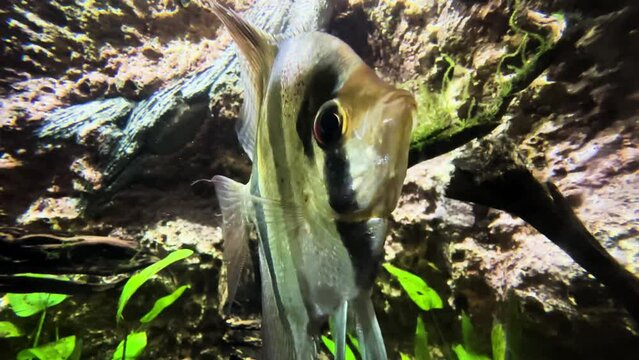 Altum Angelfish In Aquarium Tank - Close Up