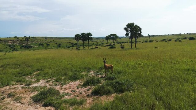 Drone approaching a Topi Antelopes standing on African savannah, sunny day