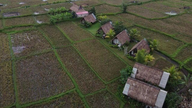 Glamping and Ecotourism huts amid rural ricefields Bali, Aerial