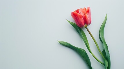 The elegance of a red tulip is captured on a pristine white background, its leaves gracefully reaching out.