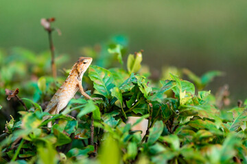 Little Skink on Plant