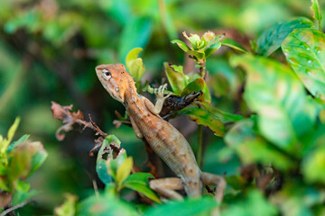 Little Skink on Plant