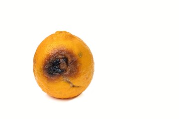 Rotten Orange Fruit Isolate on White Background with Copy Space