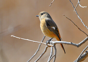 ジョウビタキ（メス）