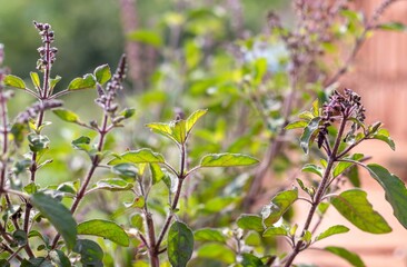 Tulsi Plant or Holy Basil Plant with Leaves and Flowers in Horizontal Orientation