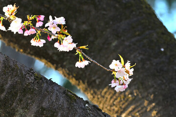 桜の花
