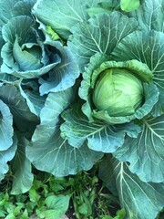 Obraz premium cabbage in the garden