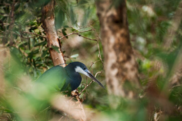 Aigrette au repos sur une branche