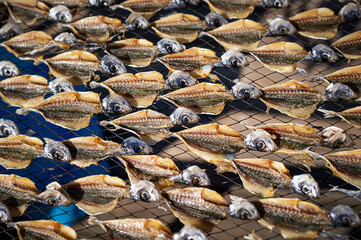 Sun dried fish on wooden racks on the beach in Nazare, Portugal Travel photography