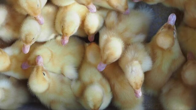 Many little ducklings crawl together. Hatching yellow fluffy ducklings.