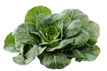
Bok choy or pak choy asian cabbage isolated on white background Realistic daytime first person perspective