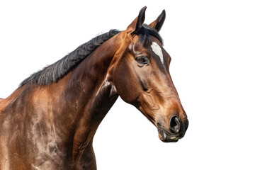 
Bay sport horse isolated on white background first person view realistic daylight