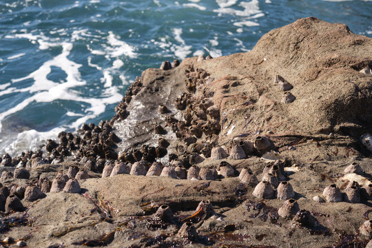 Close-up of the Balanomorpha, an order of barnacles on a rocky shore