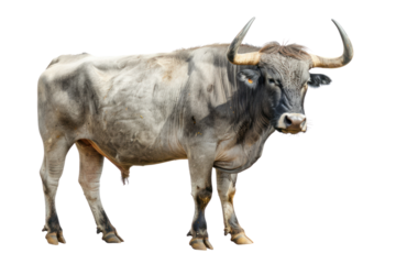 
Male gray giant ox, castrated bull used as draft animal isolated on white background Realistic daytime first person perspective