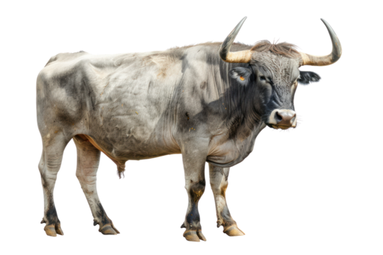 
Male gray giant ox, castrated bull used as draft animal isolated on white background Realistic daytime first person perspective